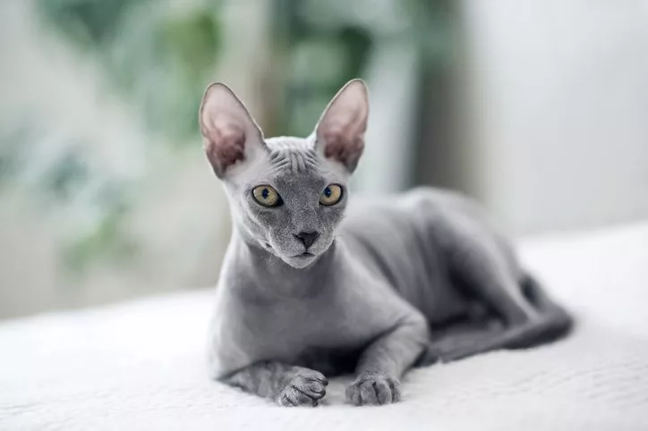 5 Cat Breeds That Don't Shed - Lakeland Animal Clinic